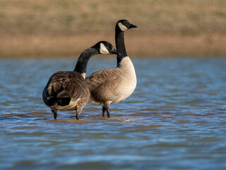Canada geese on sandbar in a lake