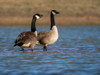Canada geese on sandbar in a lake