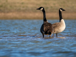Canada geese on sandbar in a lake