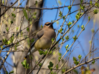 Cedar waxwing in tree