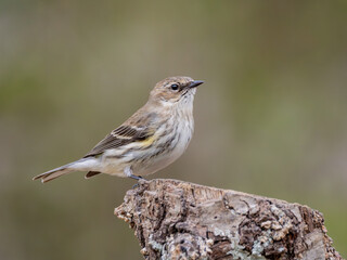 Yellow-rumbed warbler perched on cut branch