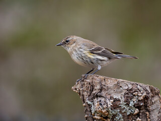 Yellow-rumbed warbler perched on cut branch