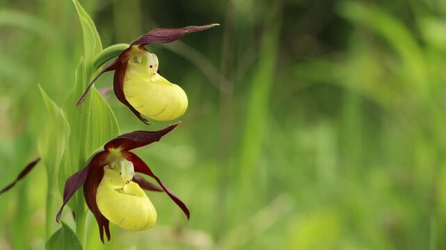 Bl&uuml;hender Gelber Frauenschuh (Cypripedium calceolus) auf Kalkmagerrasen