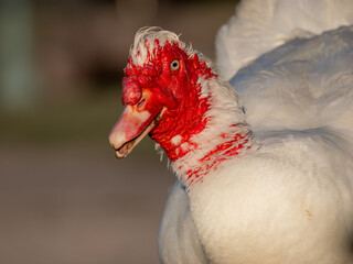 Domestic muscovy duck closeup