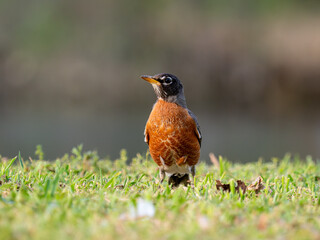 American robin on ground
