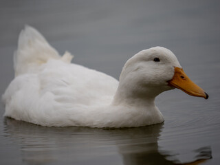 Domestic duck swimming in pond on a cloudy day