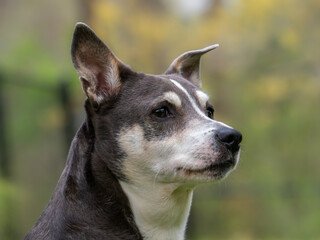 Senior pet dog portrait outside
