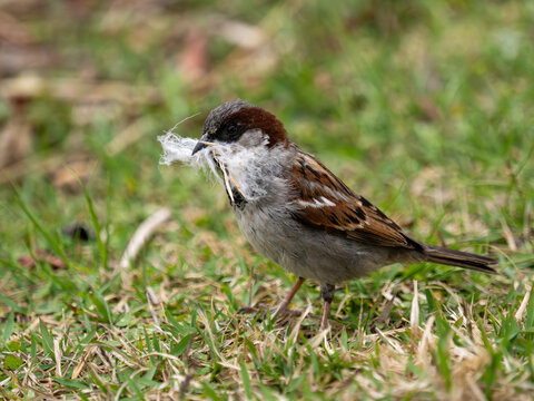 House sparrow male collecting nesting material in grass