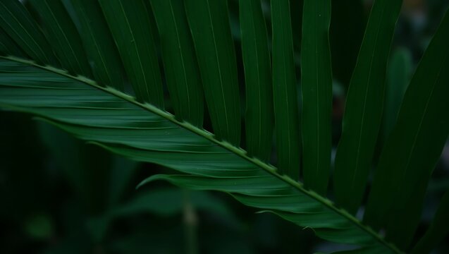 Close-up of a vibrant green cycad leaf, presenting natural texture and details