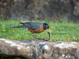 American robin eating worms