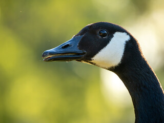 Canada goose portrait