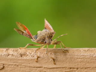 Stingbug on railing