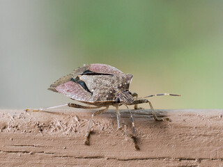 Stingbug on railing