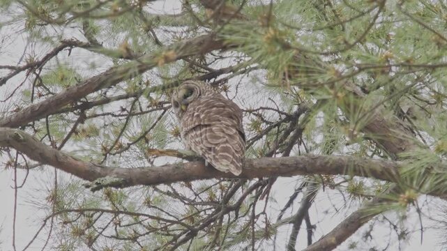 Barred owl in a pine tree looking at camera
