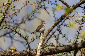 Obraz premium 枝にとまるコサメビタキ