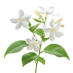 White Jasmine Flowers Blooming Branch Green Leaves