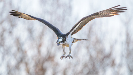 Osprey flying with wings outstretched
