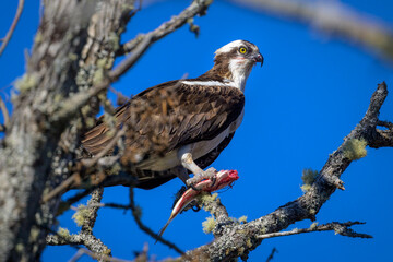 Osprey in tree holding a fish in its talons