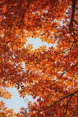Autumn leaves backlit, vibrant oranges and reds, botanical, environment