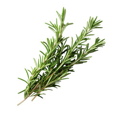 Naklejka premium Fresh rosemary sprigs on a clean white background perfect for cooking and garnishing, fresh rosemary on white background