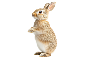 Cute fluffy rabbit standing upright with alert ears and large expressive eyes, showcasing its soft fur and playful demeanor in a bright setting