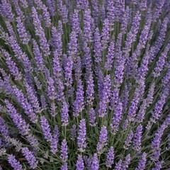 A profuse bouquet of fragrant lavender blooms , bouquet, design element, nature