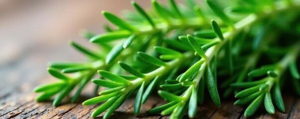Vibrant green rosemary sprigs, freshly harvested , sprig, healthy