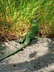 Western green lizard, scientific name occidental lacerta bilineata, in green grass