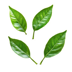Fototapeta premium Fresh green leaves arranged artistically on a crisp white background showcasing natural beauty and vibrancy, green leavesisolated on white background