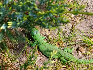 Western green lizard, scientific name occidental lacerta bilineata, in green grass. The lizard...