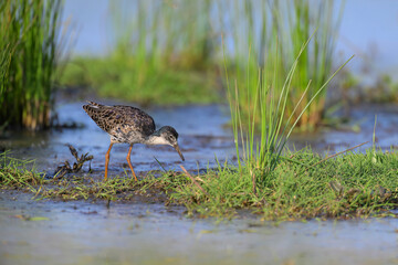 Kampfläufer Calidris pugnax ruff