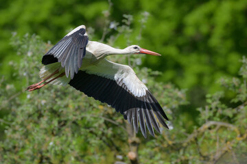Weisstorch (Ciconia ciconia) white stork