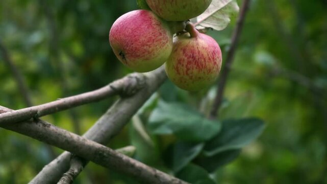 close-up of apple on tree