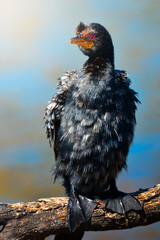 A cormorant perches motionless on a riverside branch, eyes locked on the water below as it waits for the perfect moment to strike; sharp focus captures its intense gaze and natural hunting behavior.