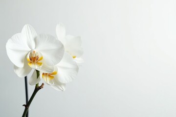 Delicate white orchid blossom against pure white backdrop, fresh, background
