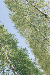 初夏のヨーロッパの田舎の並木道