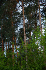 Beautiful tall pines under spring blue sky in sun light in sunny day. Wood landscape. Natural colors