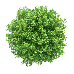 Obraz premium Vibrant green bush isolated on a white background showcasing its lush foliage and round shape, green bush isolated on white background