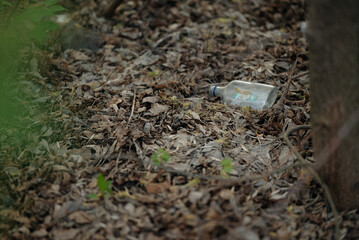 A single glass bottle lies on the forest floor beneath a tree, surrounded by natural elements....