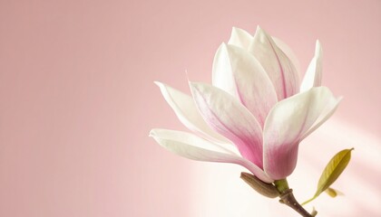 Fototapeta premium Elegant pink and white magnolia flower blooming against soft pastel background