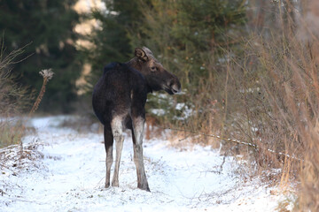 Łoś (Alces alces) moose © Bartosz Rakoczy