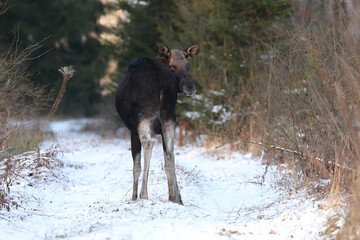 Łoś (Alces alces) moose