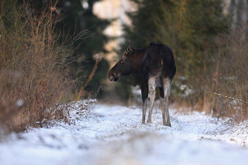 Łoś (Alces alces) moose © Bartosz Rakoczy