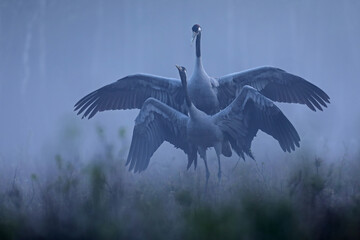 Żuraw, (Grus grus), crane © Bartosz Rakoczy