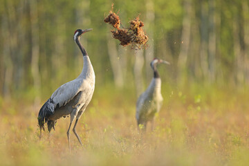 Żuraw, (Grus grus), crane