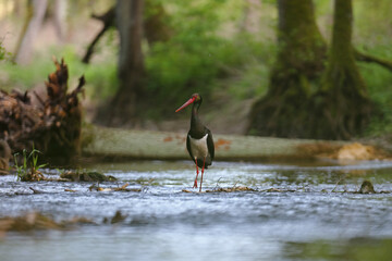 Bocian czarny, gwarowo: hajstra (Ciconia nigra)