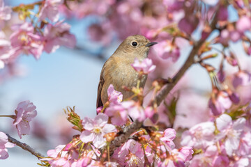 桜の枝にとまるジョウビタキの雌