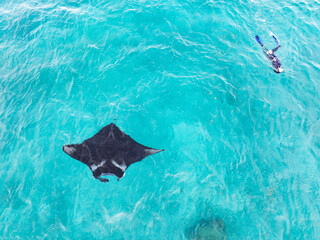 A snorkeler watches a reef manta ray, Mobula alfredi, feeding on zooplankton in the Garacie Islands near Halmahera, Indonesia. Reef mantas are much smaller than the giant oceanic mantas.