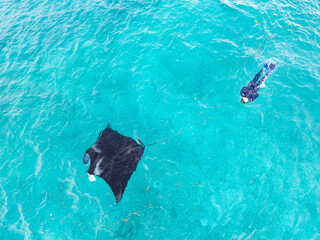 A snorkeler watches a reef manta ray, Mobula alfredi, feeding on zooplankton in the Garacie Islands...