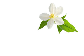 Single white flower blossom with green leaves isolated on pure shot plant on transparent background